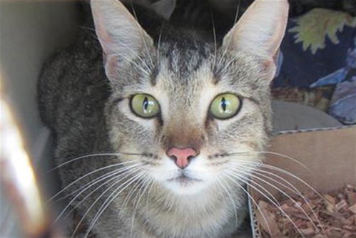 *FRANCINE, Young Domestic Short Hair (medium coat), cat for adoption in Vallejo, California