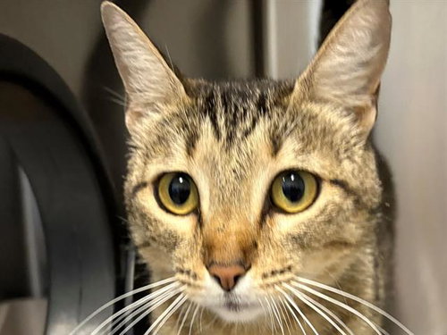 *FRANCINE, Young Domestic Short Hair (medium coat), cat for adoption in Petaluma, California