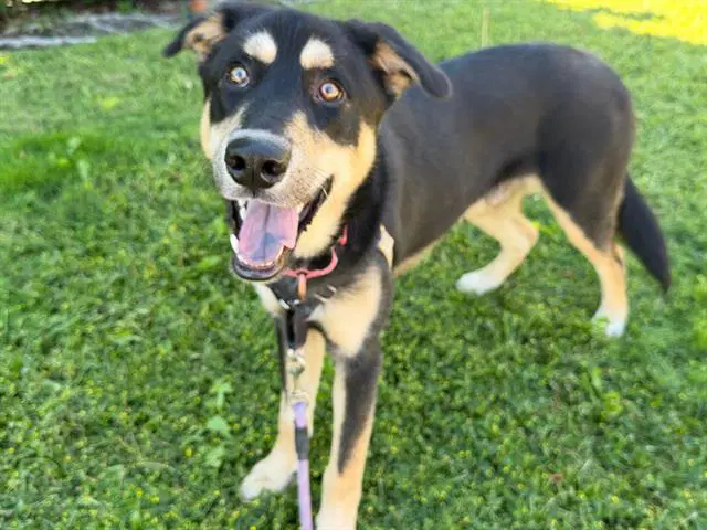 Milo - German Shepherd Dog