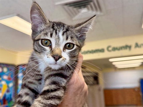 *CHRIS, Baby Domestic Medium Hair (medium coat), cat for adoption in Vallejo, California