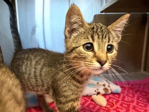 *ABBIE, Baby Domestic Short Hair (medium coat), cat for adoption in Petaluma, California