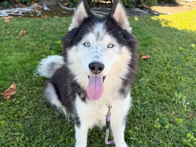Lars - Siberian Husky