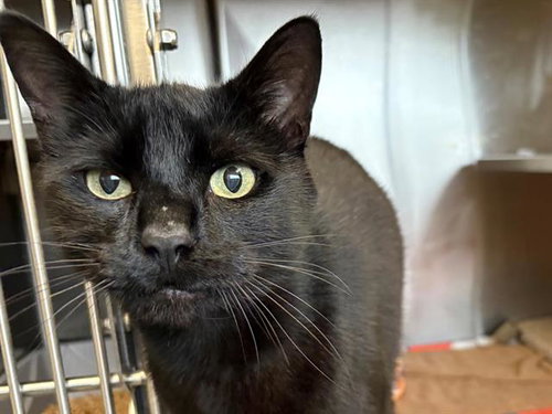 BEAR, Adult Domestic Short Hair (medium coat), cat for adoption in Petaluma, California