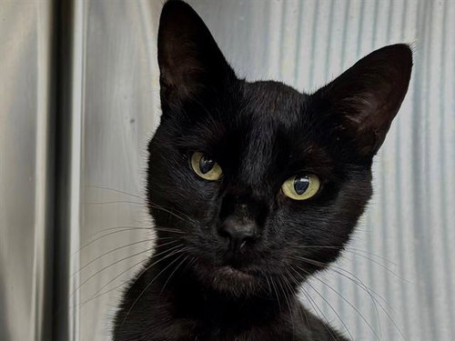 BEAR, Adult Domestic Short Hair (medium coat), cat for adoption in Rohnert Park, California