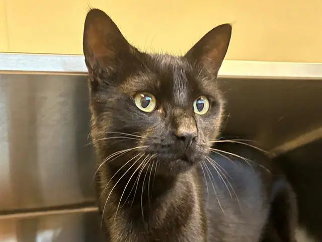 Bear - Domestic Short Hair