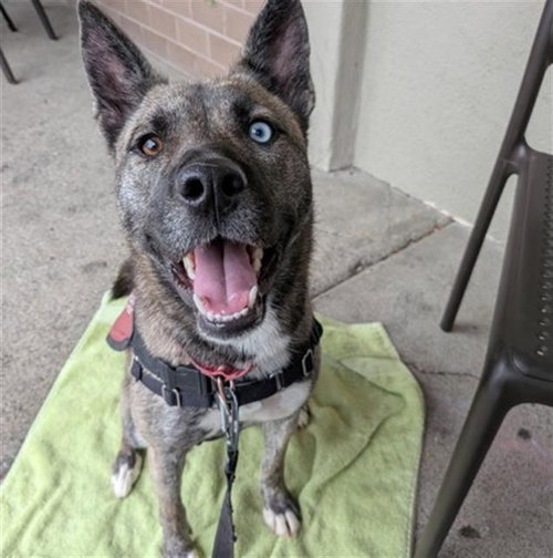 *LINDSEY, an adoptable Queensland Heeler in Santa Rosa, CA