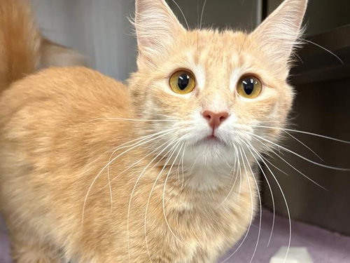 *ZSA ZSA, Adult Domestic Medium Hair (medium coat), cat for adoption in Petaluma, California