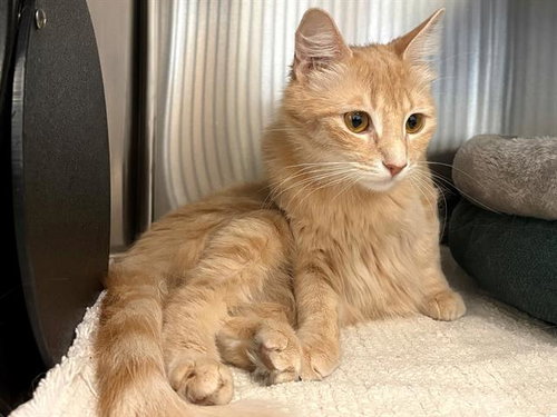 *ZSA ZSA, Adult Domestic Medium Hair (medium coat), cat for adoption in Rohnert Park, California