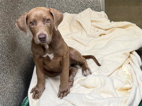 *ATHENA, an adoptable Doberman Pinscher in Santa Rosa, CA