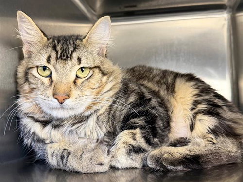 LOVY, Adult Domestic Medium Hair (medium coat), cat for adoption in Vallejo, California