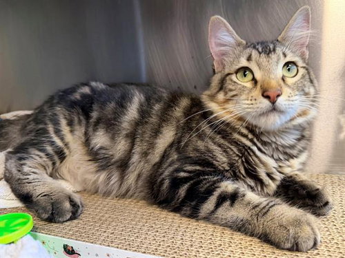 LOVY, Adult Domestic Medium Hair (medium coat), cat for adoption in Santa Rosa, California