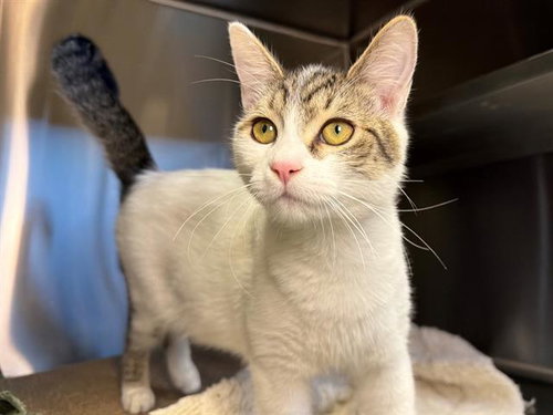 RANCH, Young Domestic Short Hair (medium coat), cat for adoption in Vallejo, California