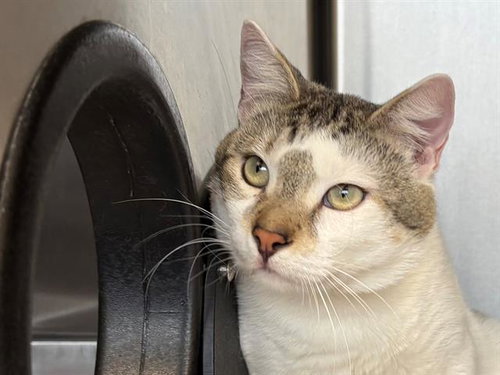 OWEN, Adult Domestic Short Hair (medium coat), cat for adoption in Rohnert Park, California