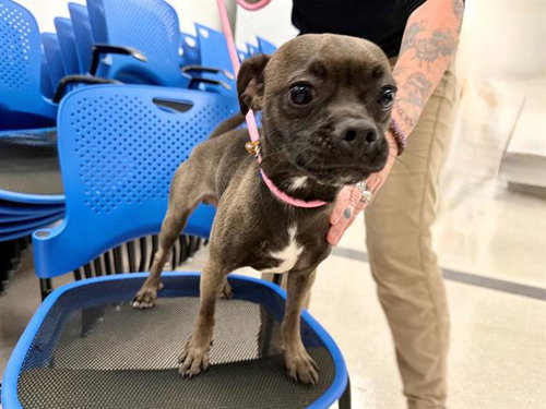 TITO, an adoptable Pug in Santa Rosa, CA