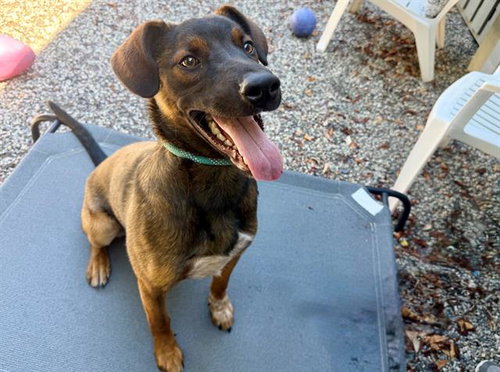 *TERRENCE, an adoptable Belgian Shepherd Malinois in Santa Rosa, CA