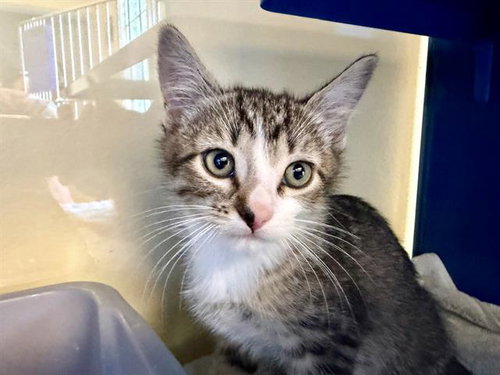 *NUAGO, an adoptable Domestic Short Hair in Santa Rosa, CA