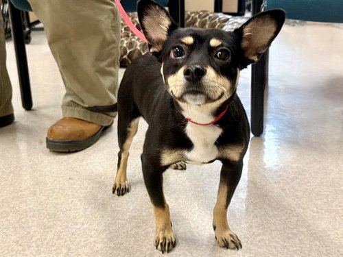 *HANS, an adoptable Chihuahua in Santa Rosa, CA