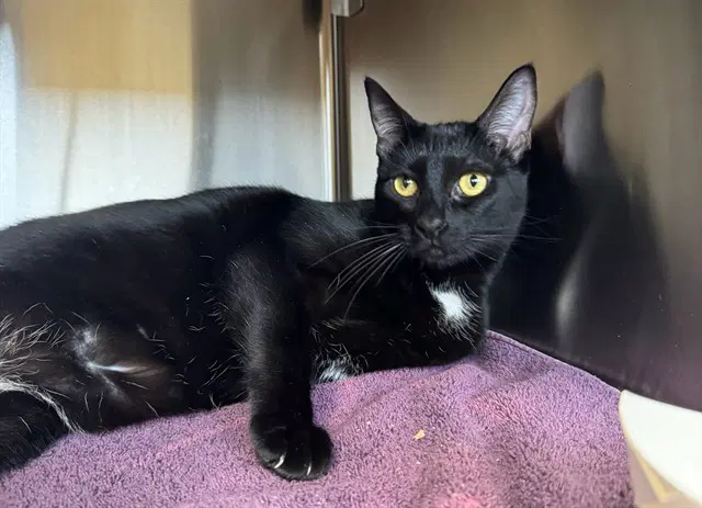 Buttons - Domestic Short Hair