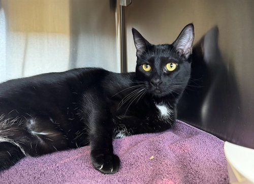 Buttons, Domestic Short Hair (medium coat)