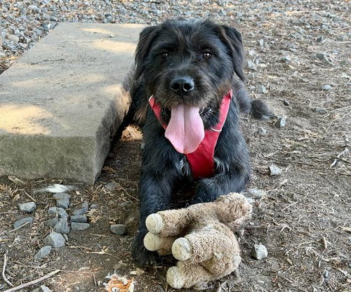 picture of the dog needing adoption