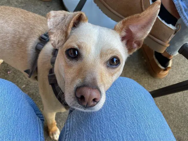 Mocha - Chihuahua