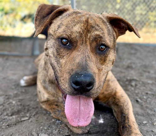 picture of the dog needing adoption