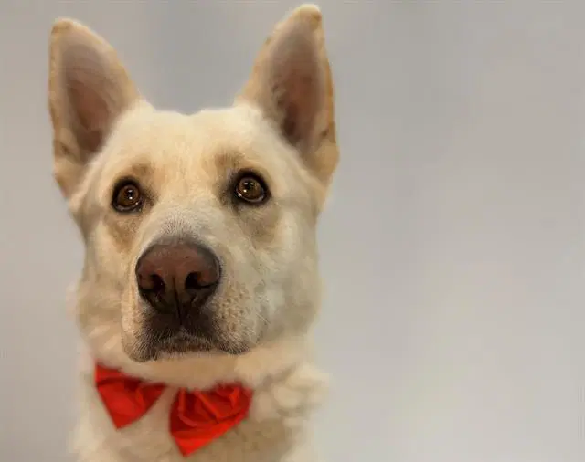 Snowball - German Shepherd Dog