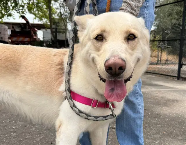 Snowball - German Shepherd Dog
