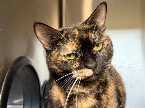 picture of the cat needing adoption