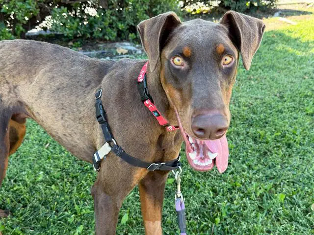 Blue - Doberman Pinscher