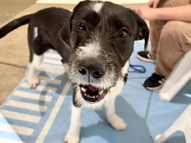 Sweet Pea - Giant Schnauzer