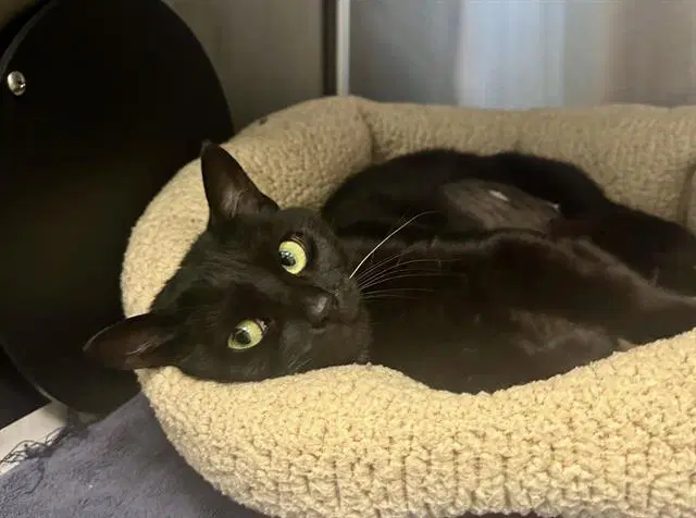 Roween - Domestic Short Hair