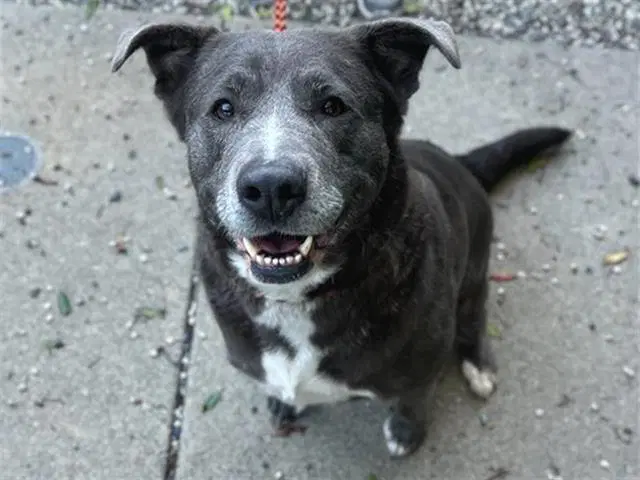 Maple - Pit Bull Terrier