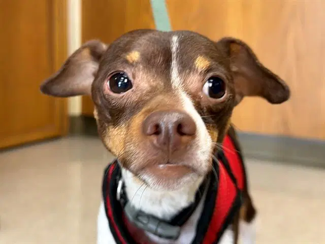 Mr Brown - Chihuahua