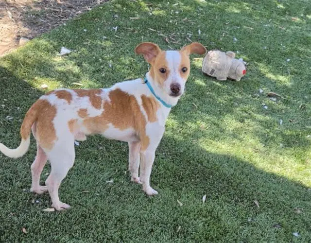 Hogan - Chihuahua