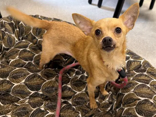 Chiquita - Chihuahua