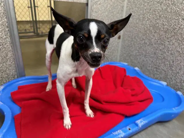 Georgie - Chihuahua
