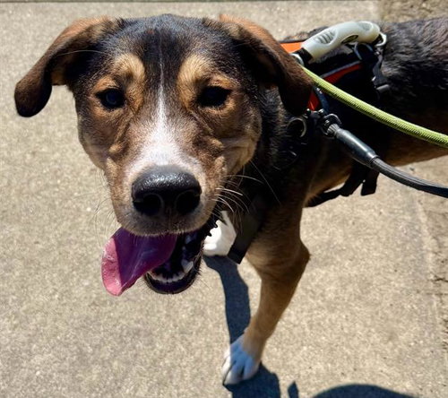 picture of the dog needing adoption