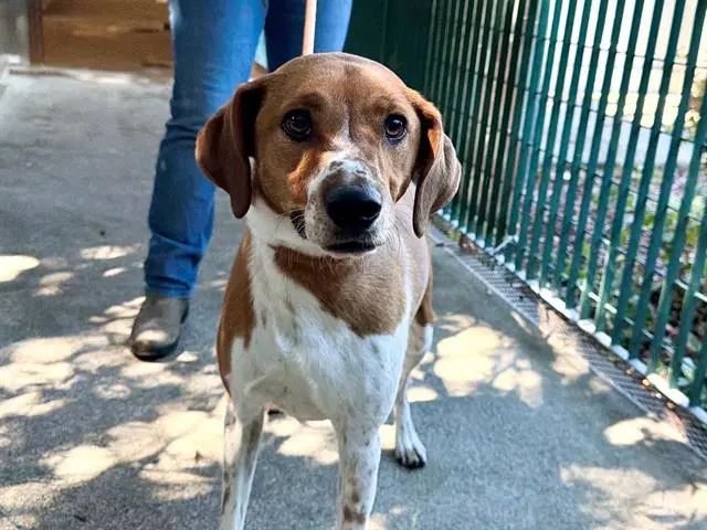 Remi - American Foxhound