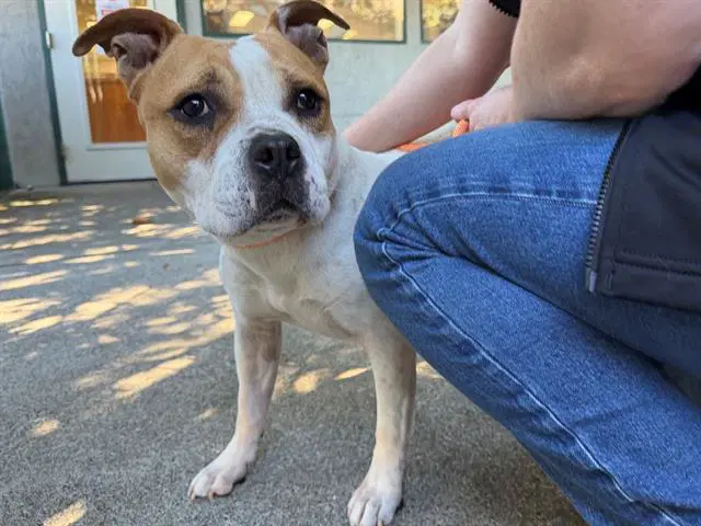 Camila - Pit Bull Terrier