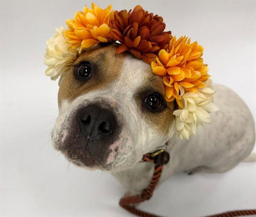 picture of the dog needing adoption
