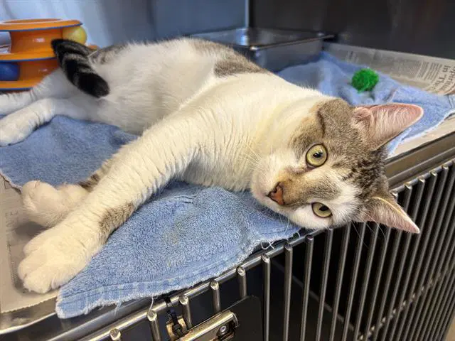 Owen - Domestic Short Hair