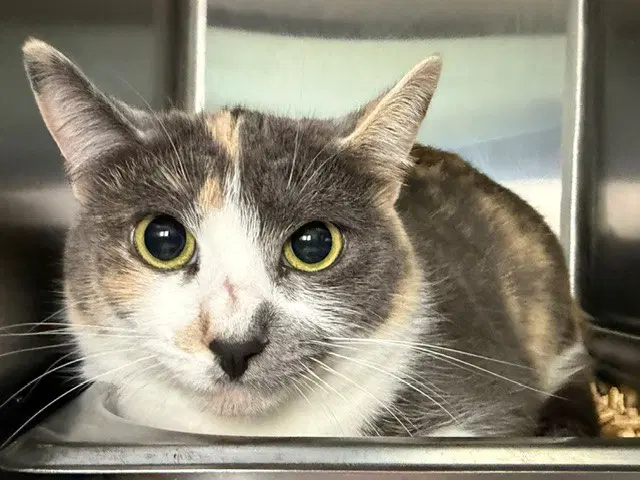 Ginger Snap - Domestic Short Hair