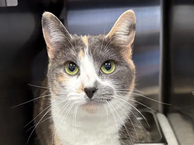 Ginger Snap - Domestic Short Hair