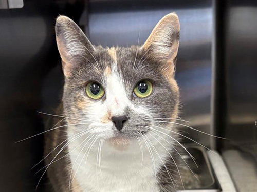 picture of the cat needing adoption