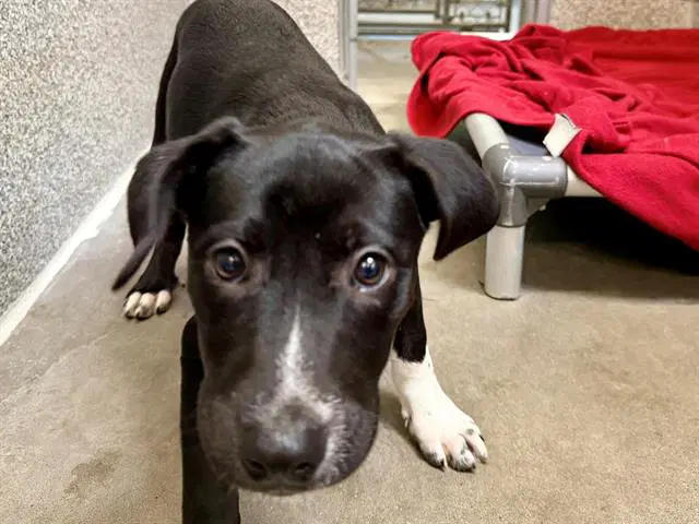 Calliope - Pit Bull Terrier