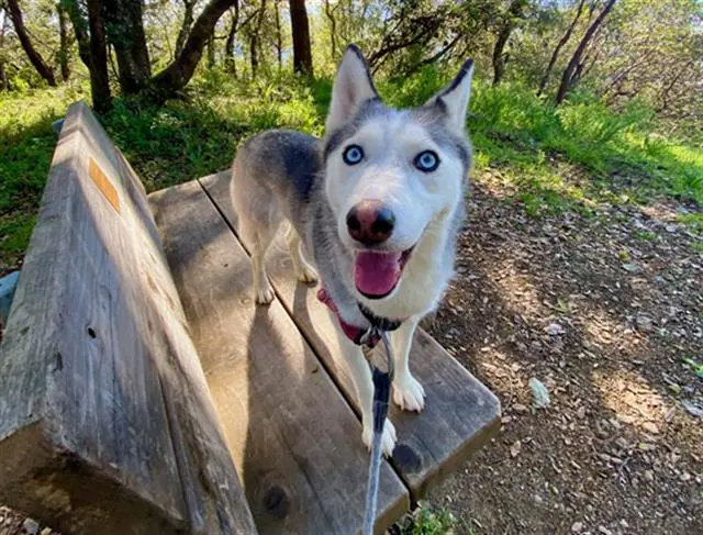Coconut - Siberian Husky