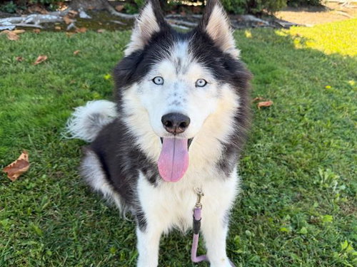 picture of the dog needing adoption