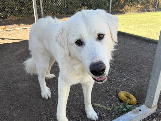 Andora - Great Pyrenees