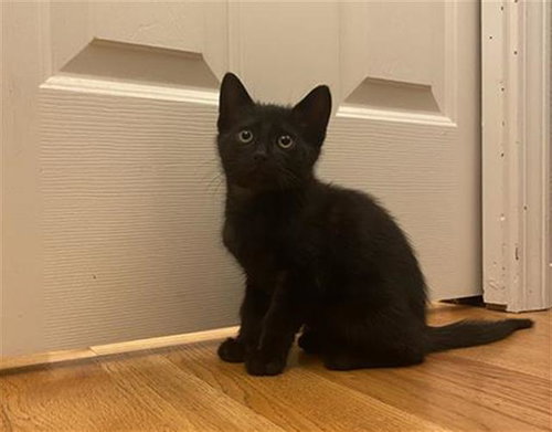 picture of the cat needing adoption